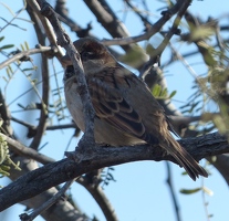 House Sparrow